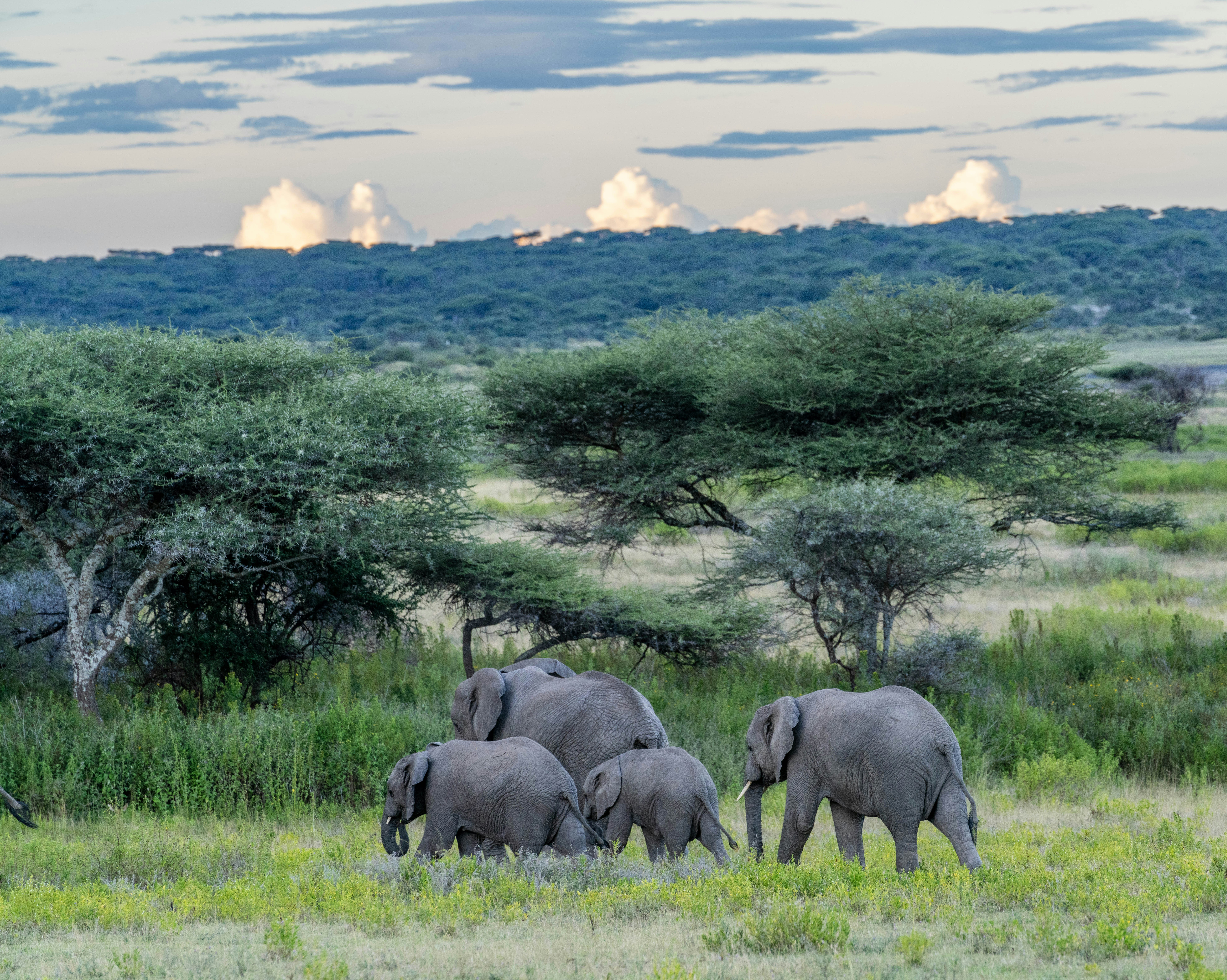 great photo recipe,how to photograph elephants at the sunset, serengeti, tanzania, africa