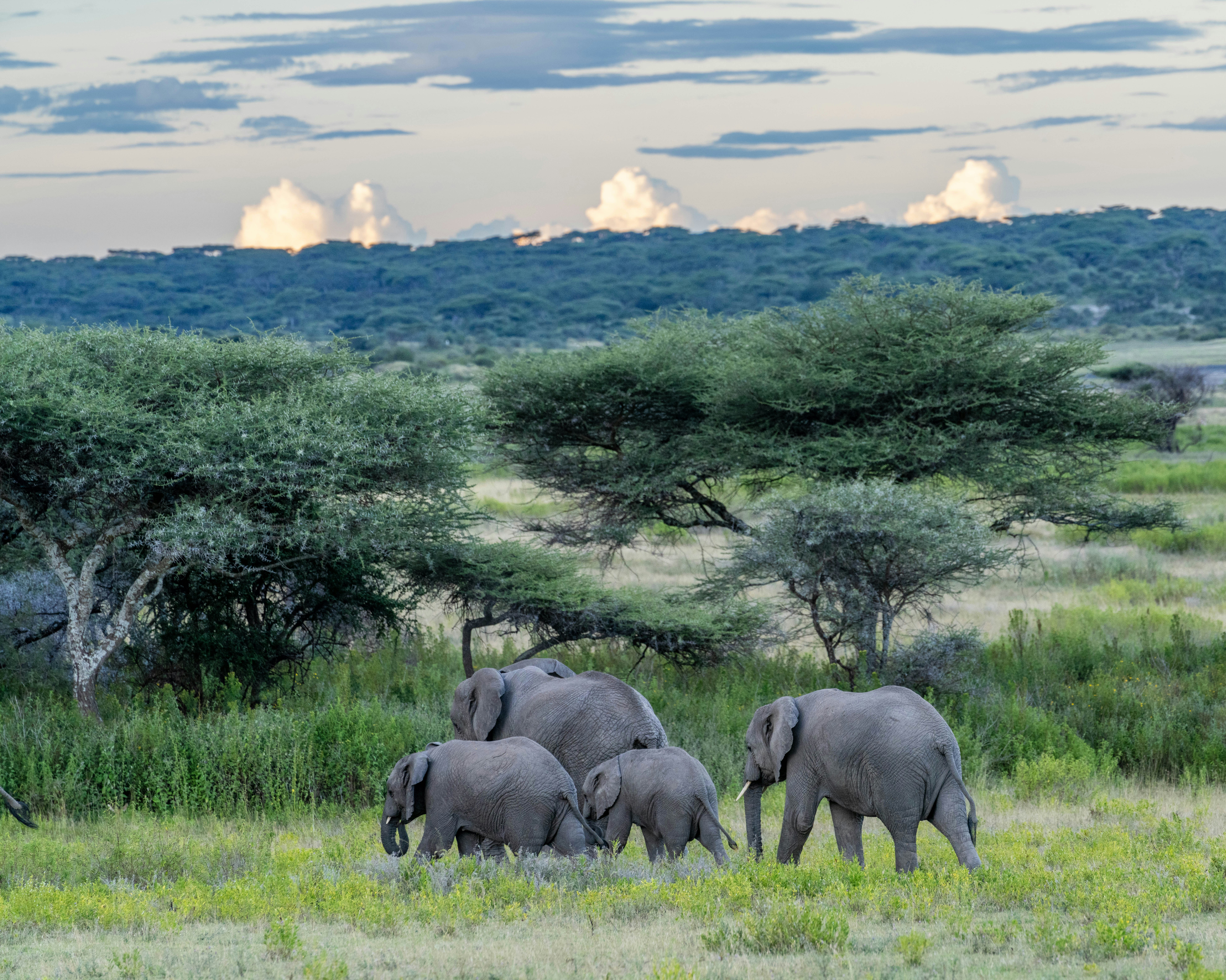 great photo recipe,how to photograph elephants at the sunset, serengeti, tanzania, africa