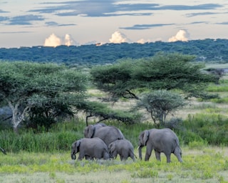 wildlife photography,how to photograph elephants at the sunset, serengeti, tanzania, africa