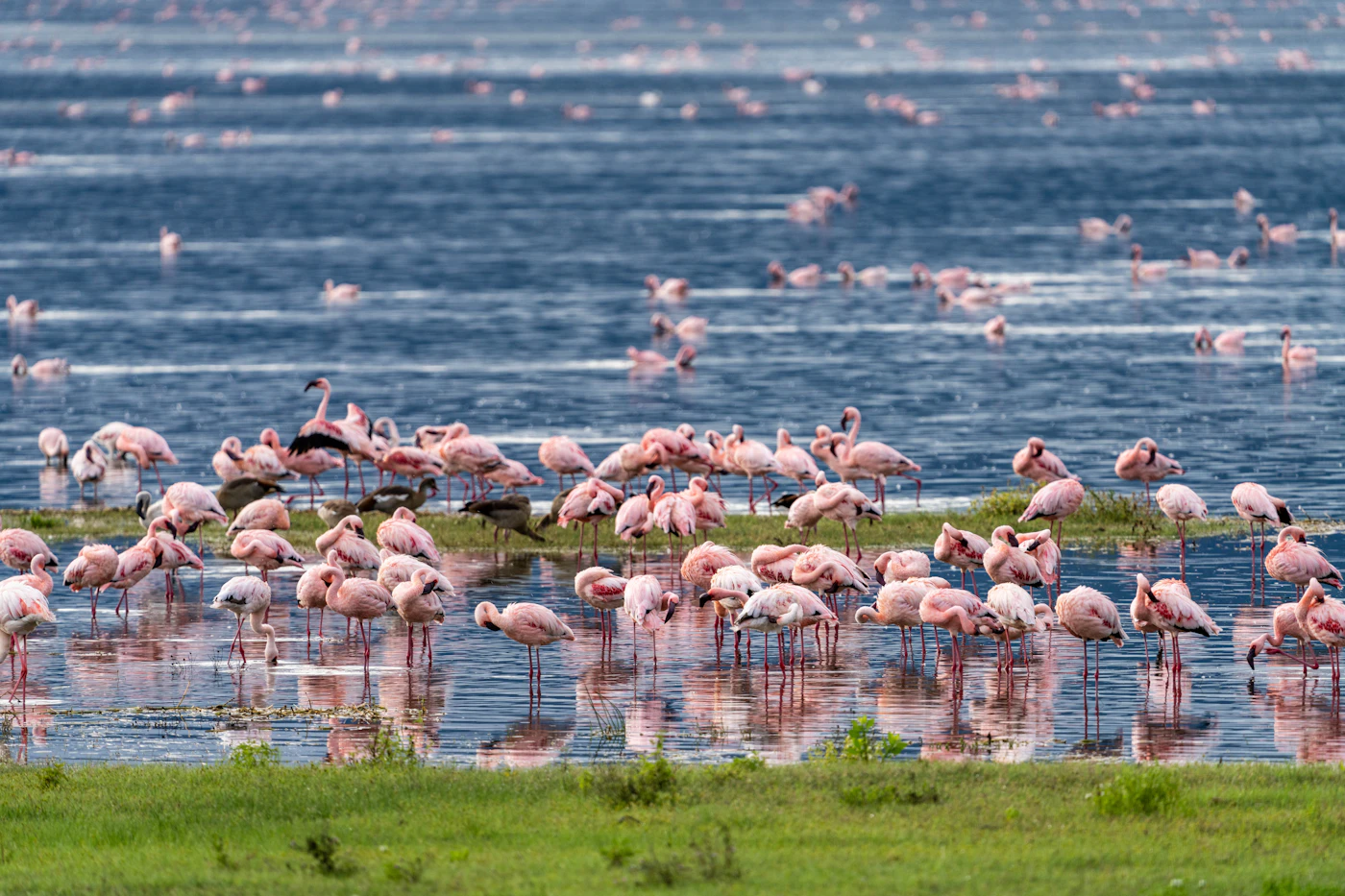 Flamingos gathered along a lake shore