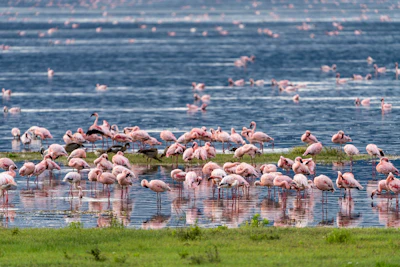 Flamingo's in het Ngorongoro-krater
