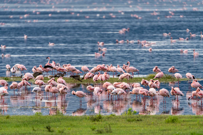Flamingos in the Ngorongoro Crater