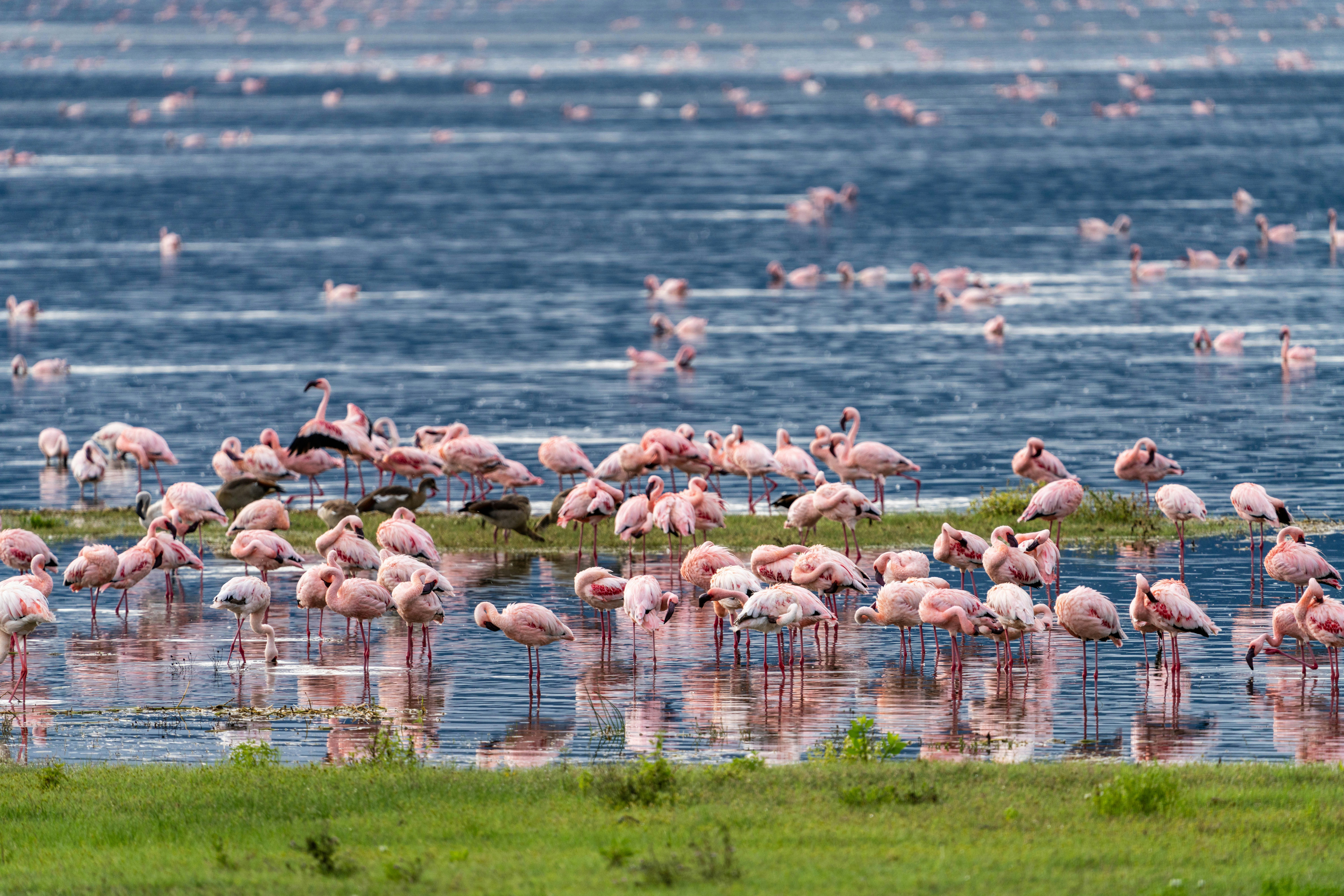 great photo recipe,how to photograph ocean of flamingoes, serengeti, tanzania, africa
