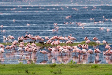 wildlife photography,how to photograph ocean of flamingoes, serengeti, tanzania, africa