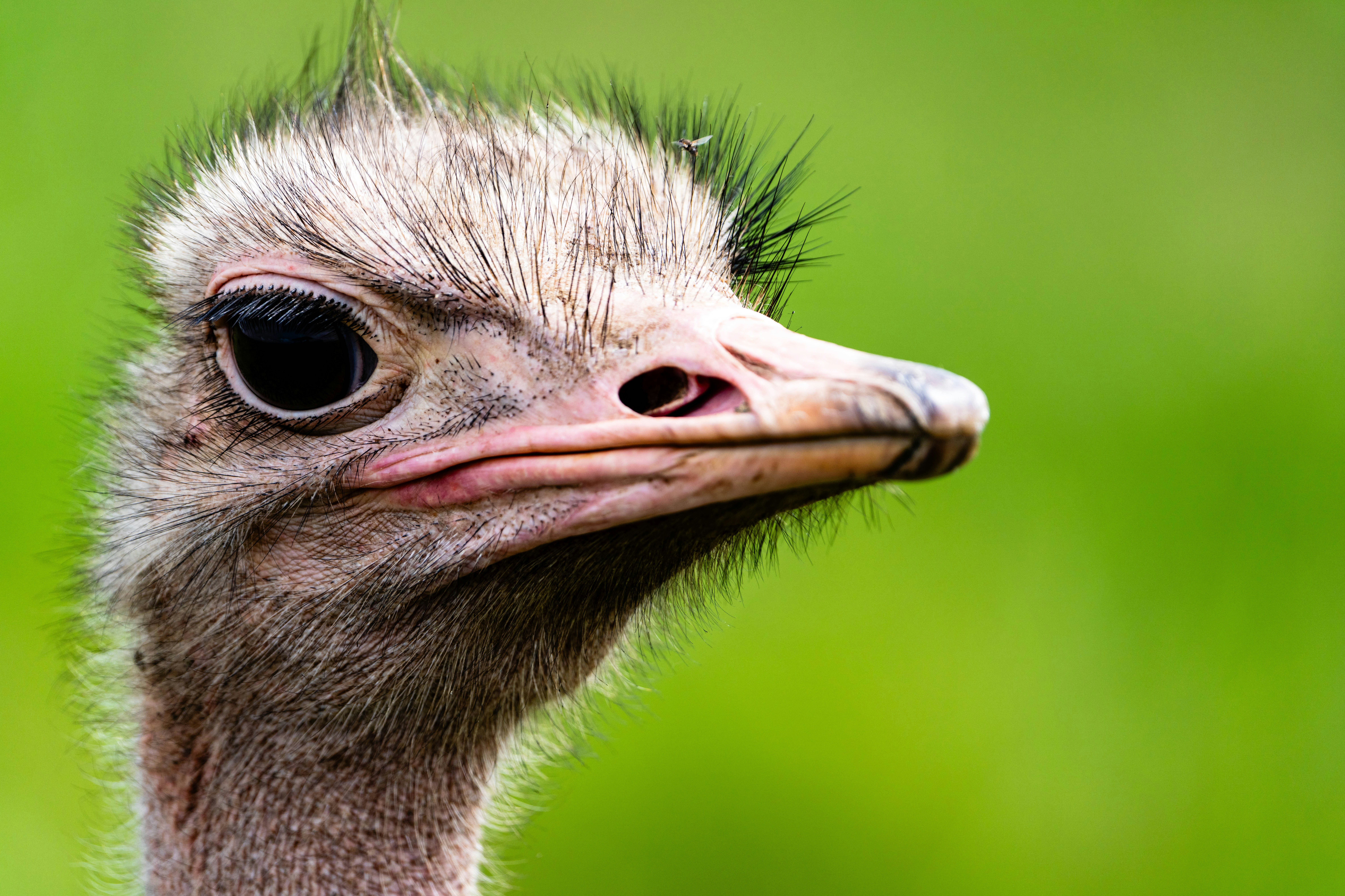 great photo recipe,how to photograph ostrich on the lookout, serengeti, tanzania, africa