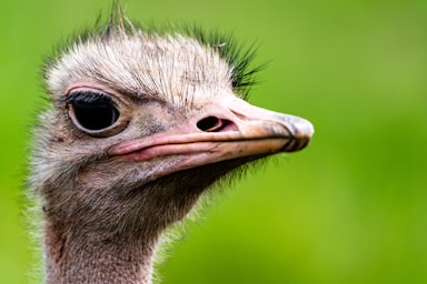 photos by pasha simakov,how to photograph ostrich on the lookout, serengeti, tanzania, africa