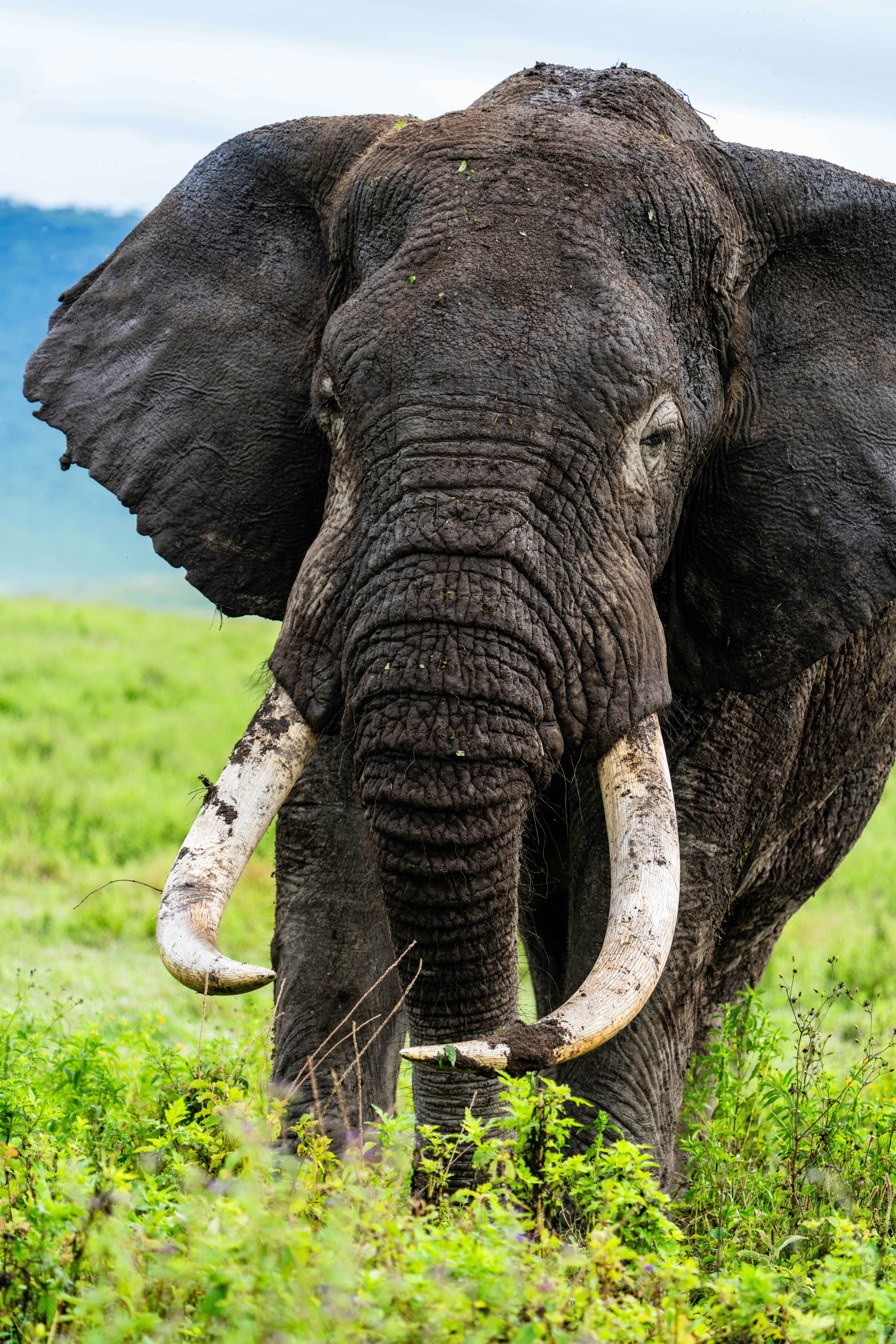 great photo recipe,how to photograph majestic elephant, serengeti, tanzania, africa