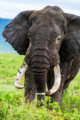 wildlife photography,how to photograph majestic elephant, serengeti, tanzania, africa