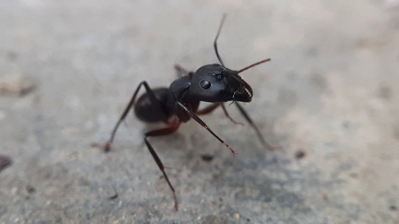 Carpenter ant close-up macro photography