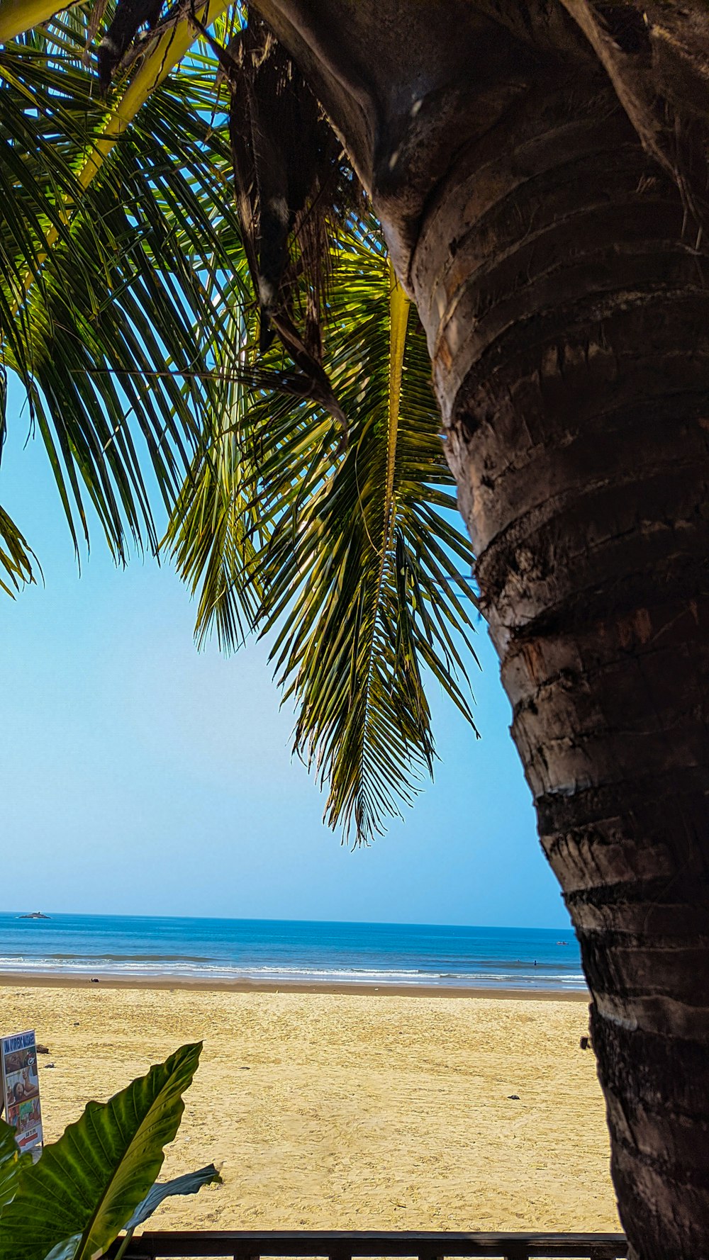 a view of a beach through a palm tree
