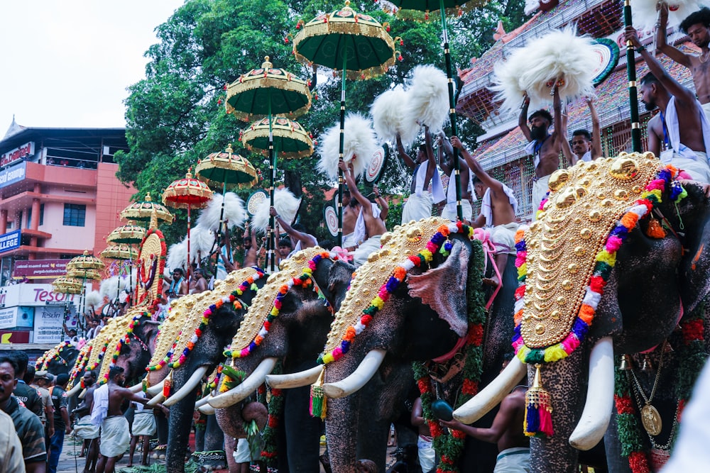 a group of elephants decorated with headdress and feathers