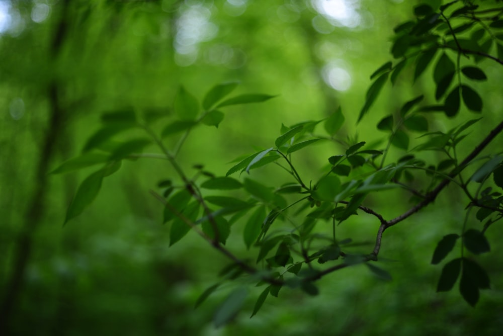 a branch of a tree with green leaves