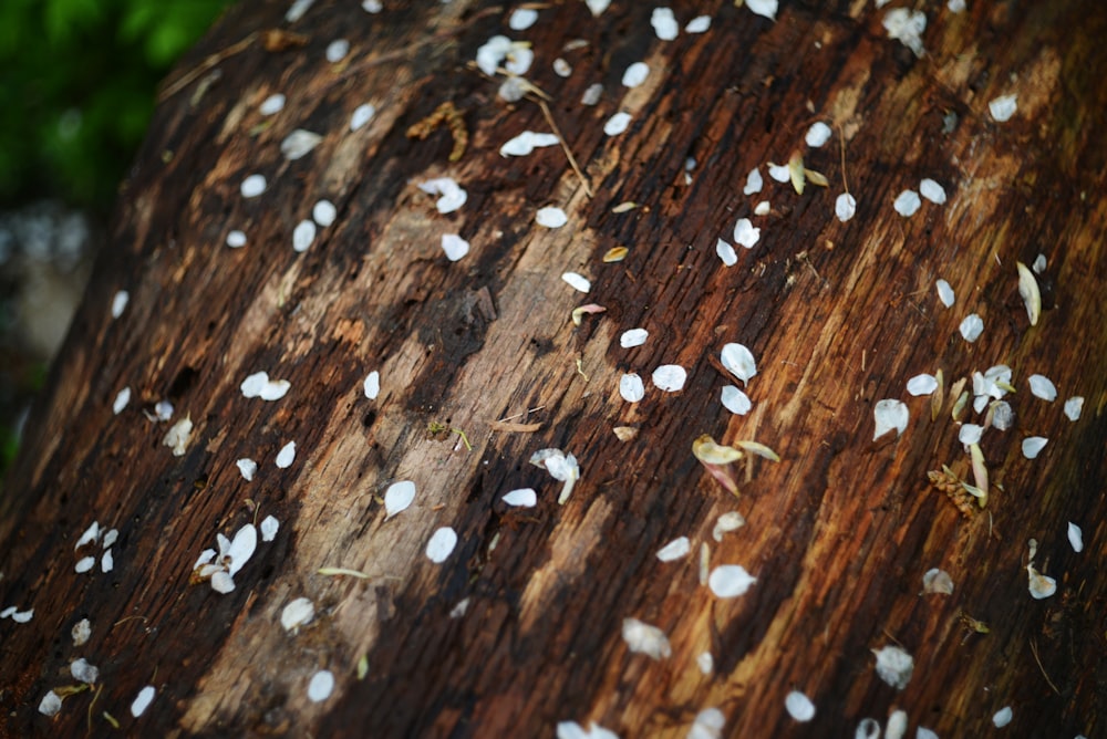 a close up of a tree trunk with white seeds on it
