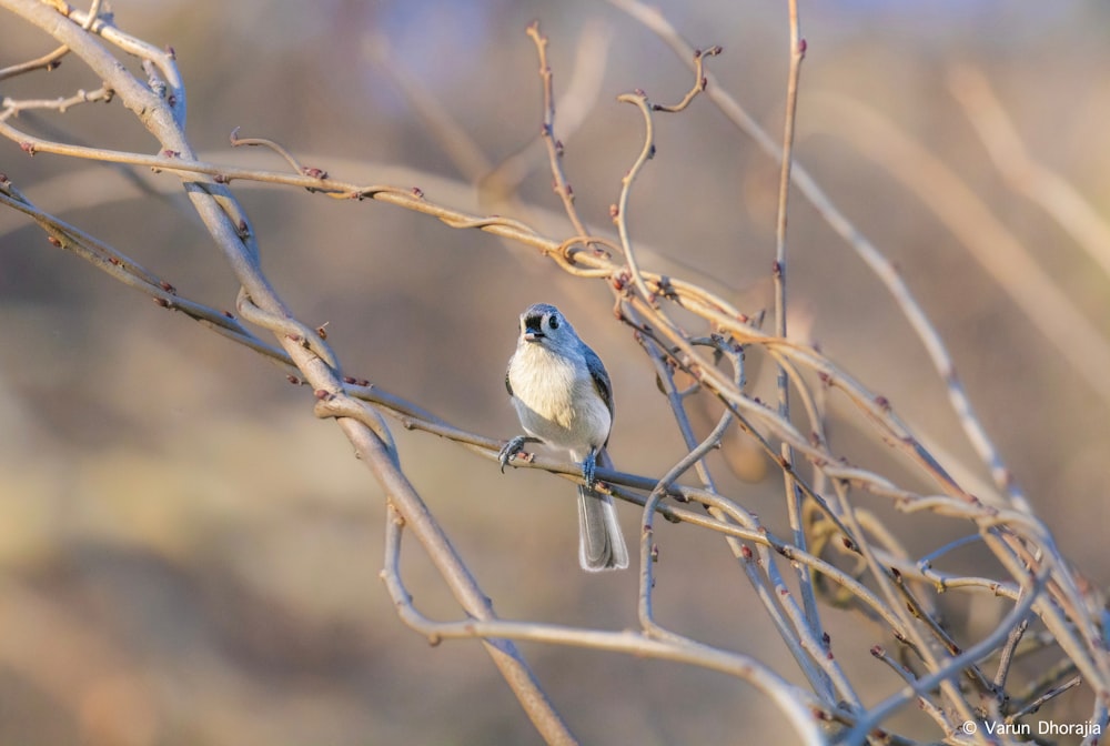 a small bird sitting on a branch of a tree