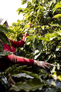 a woman in a red shirt picking leaves off of a tree