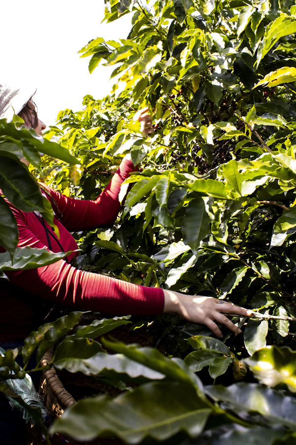 Finca de Óscar Mauricio Díaz Rodríguez