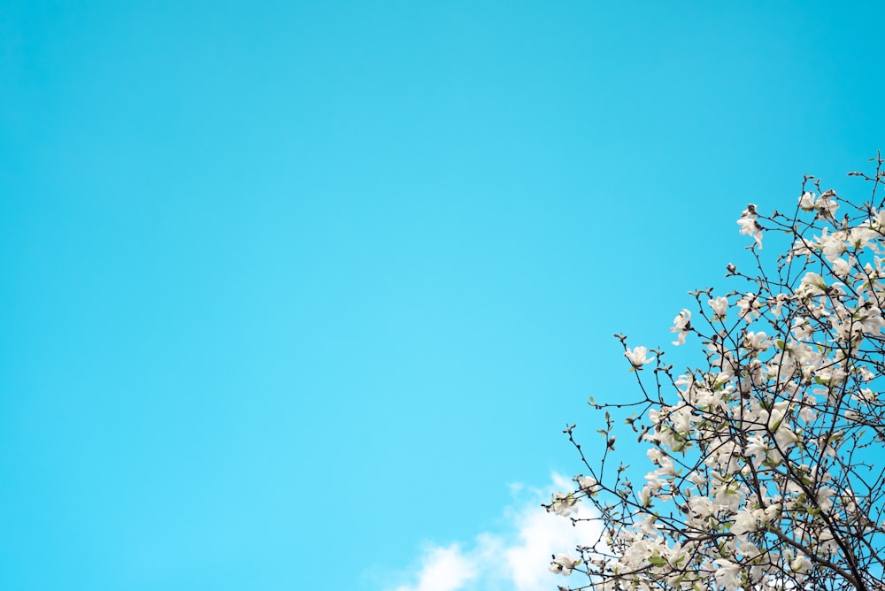 a tree with white flowers against a blue sky