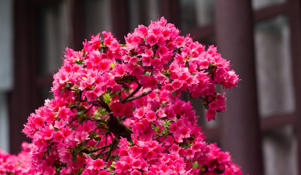 pink flowers are blooming in front of a building
