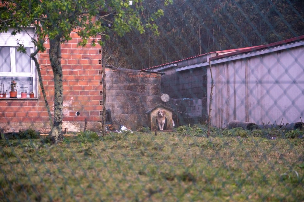 a dog in a fenced in area next to a brick building