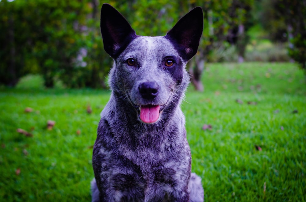 a dog sitting in the grass with its tongue out