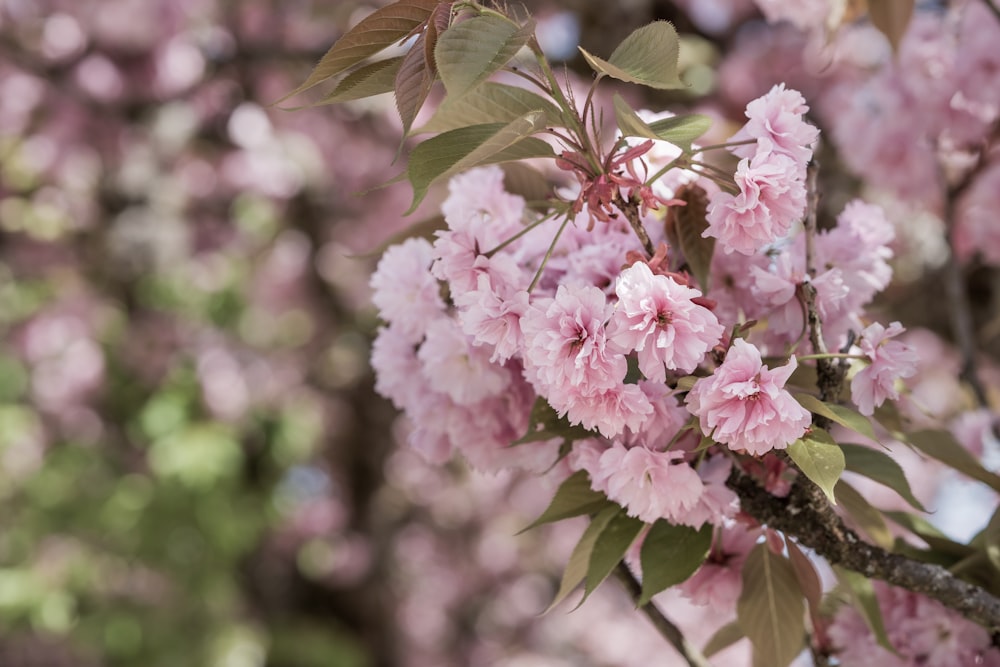 un arbre avec beaucoup de fleurs roses dessus