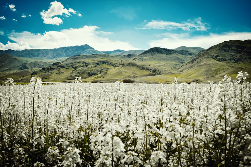 a field of flowers with mountains in the background