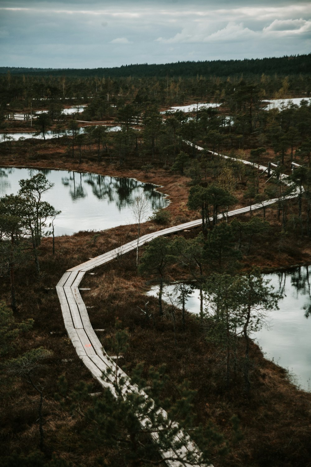 a winding path in the middle of a forest