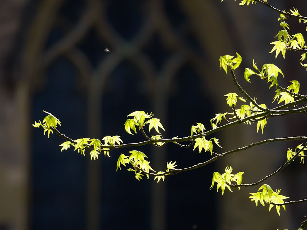 a tree branch with green leaves in front of a window