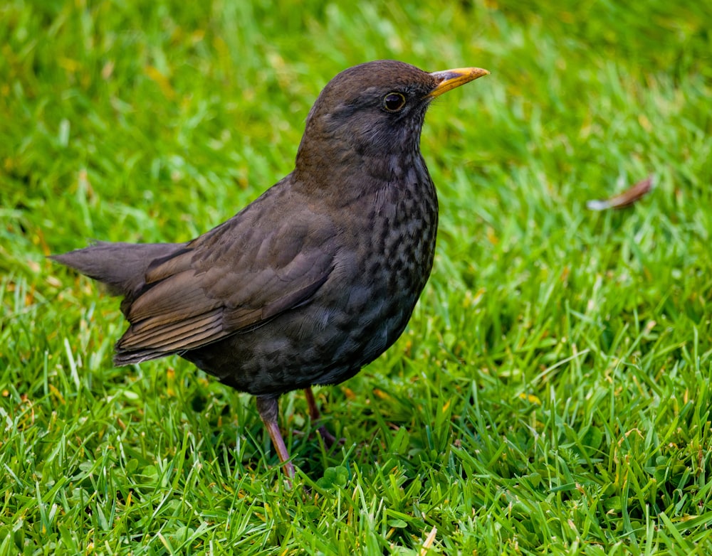 a black bird is standing in the grass