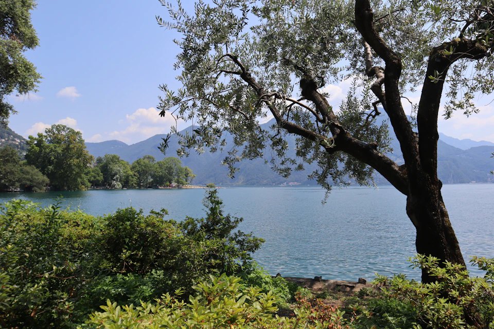The image depicts a serene landscape with a large tree on the left side, its branches reaching out towards the sky and providing shade to the surrounding area. The tree is situated near a body of water, which reflects the clear blue sky above. In the background, there are mountains that add depth and grandeur to the scene. The colors in the image are predominantly green from the trees and water, with some brown tones from the ground and rocks.