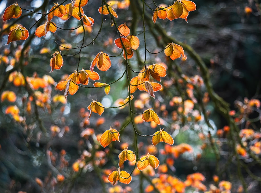 a bunch of orange flowers hanging from a tree