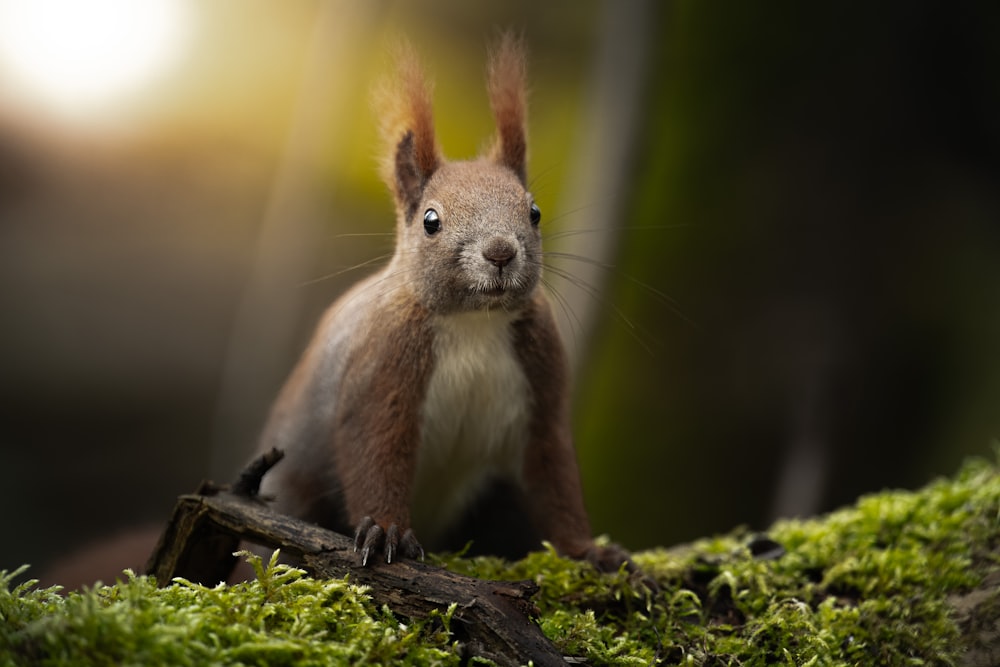 a squirrel standing on top of a moss covered forest