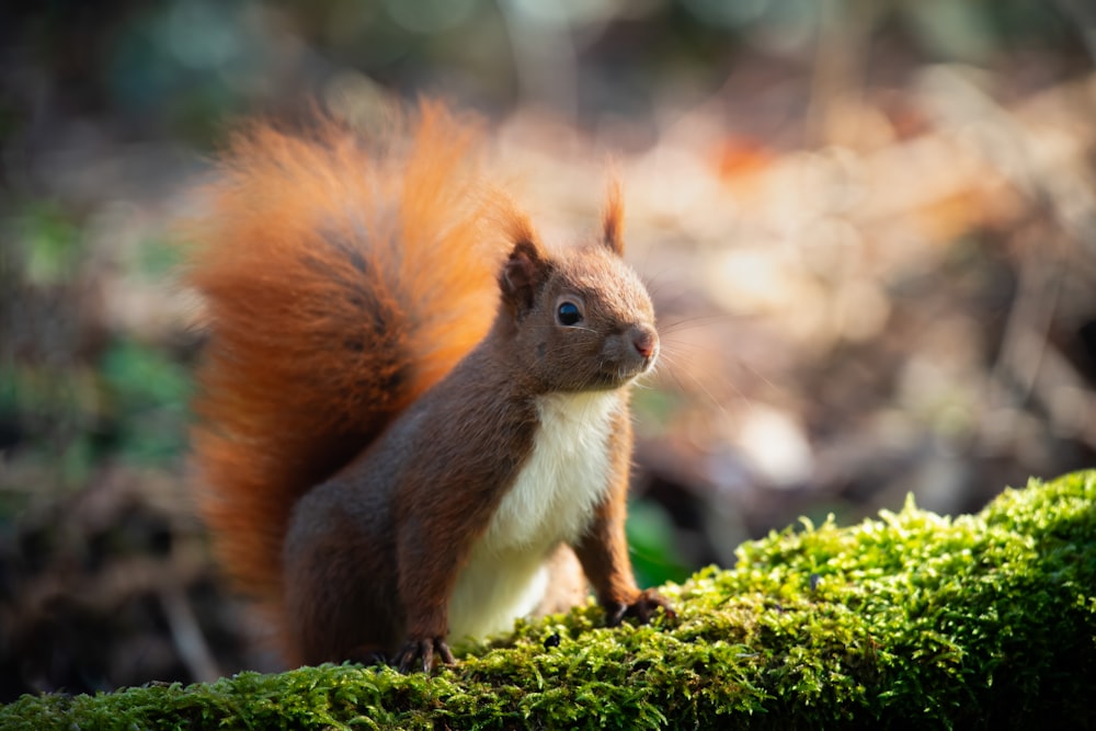 a squirrel is standing on a mossy surface