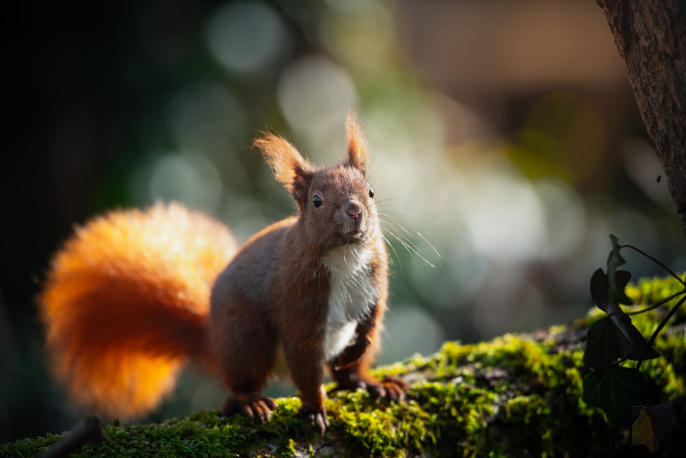 a squirrel is standing on a mossy surface