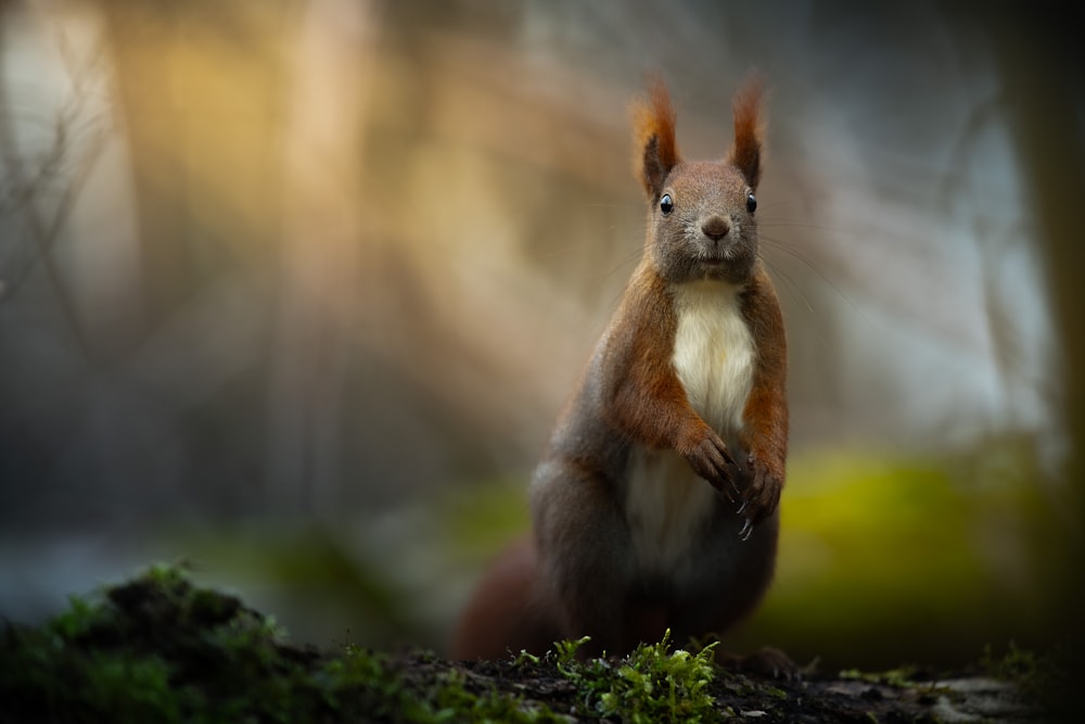 a red squirrel standing on its hind legs