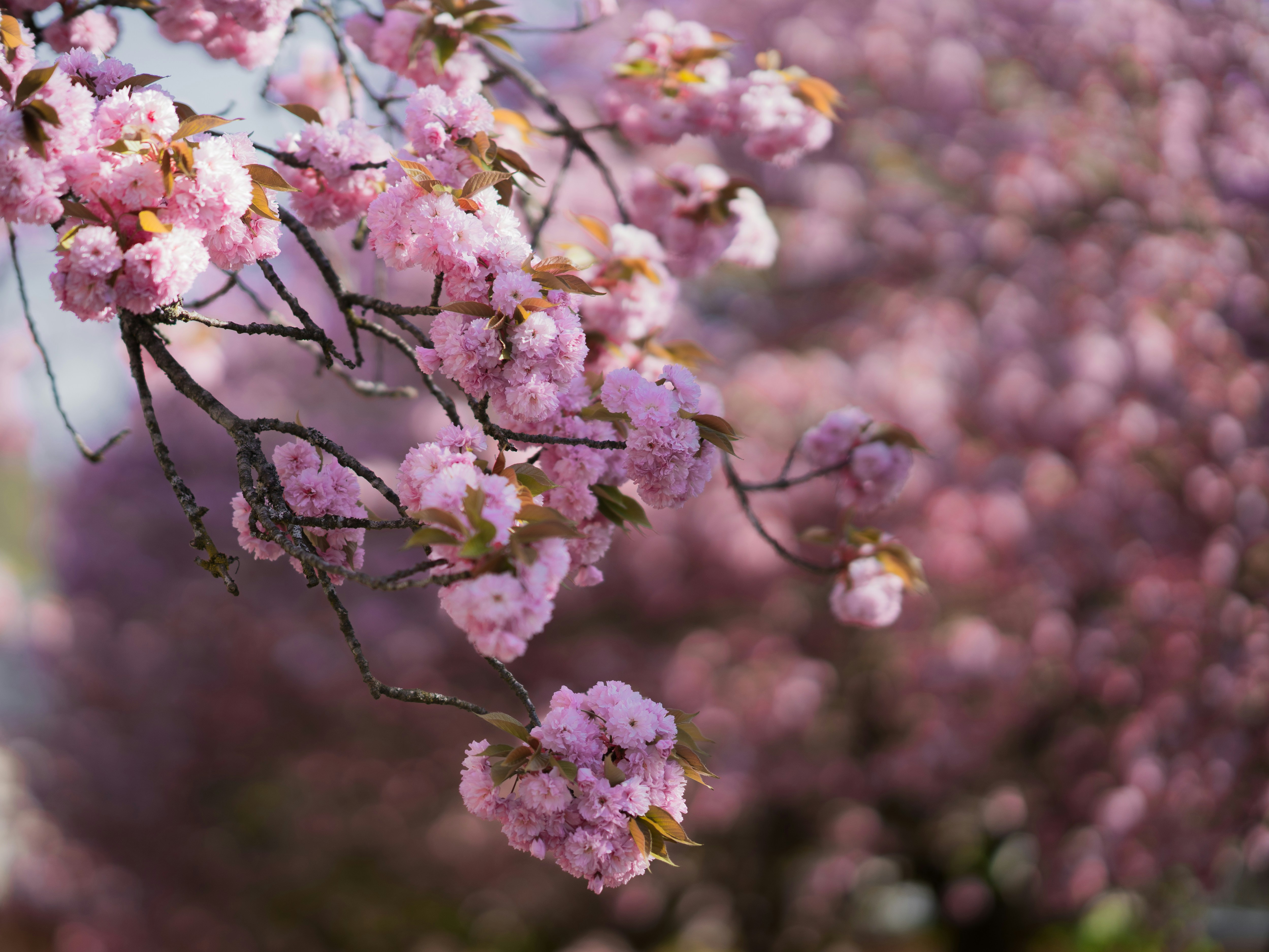 Photo by christelsphotos