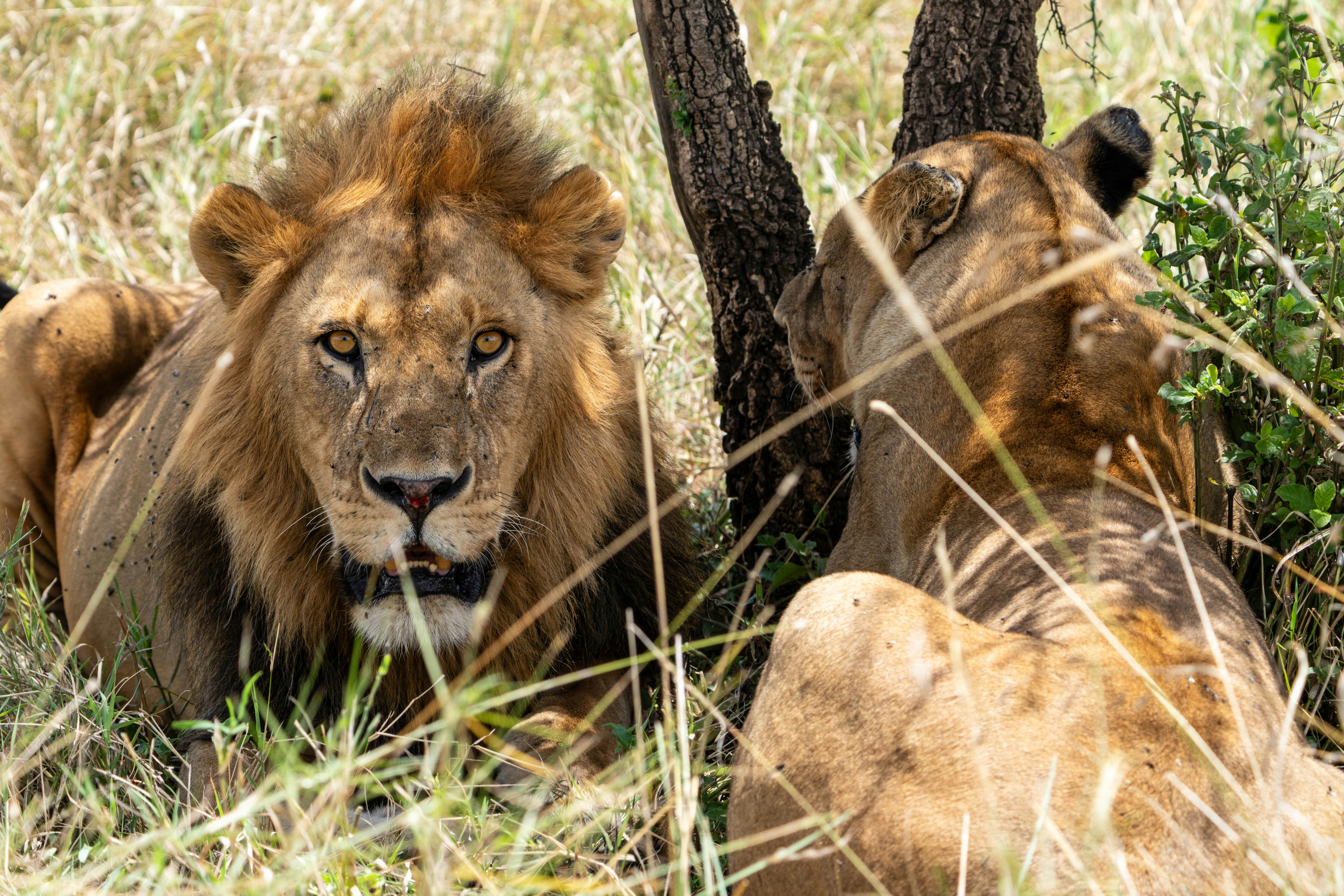 great photo recipe,how to photograph lion and lioness resting in the shade, serengeti, tanzania, africa
