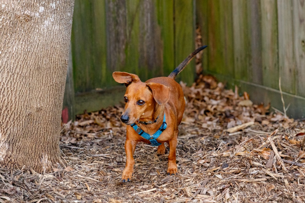 a small brown dog standing next to a tree