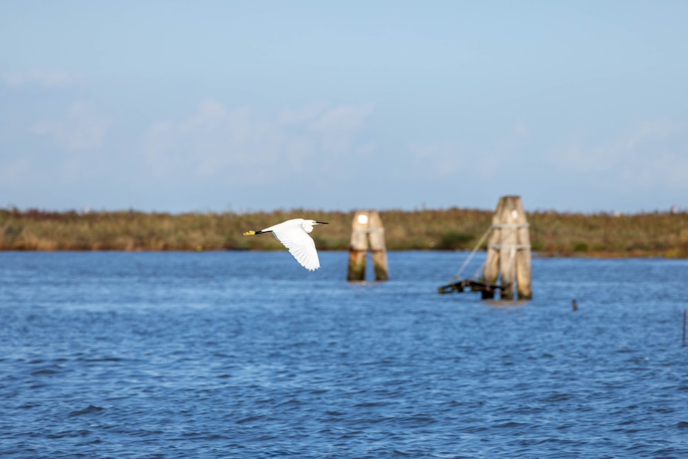 a white bird flying over a body of water