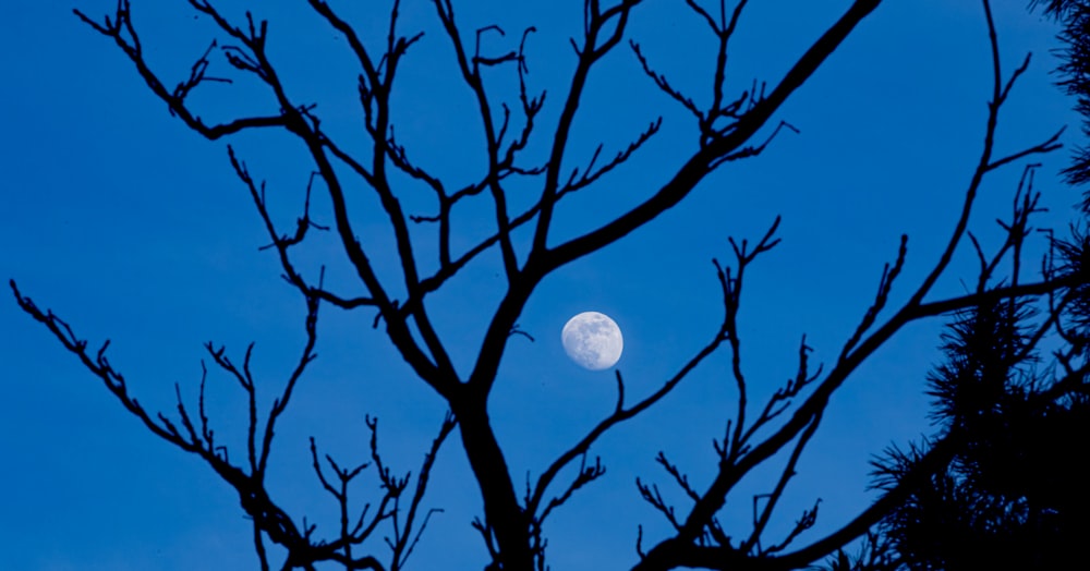 the moon is seen through the branches of a tree