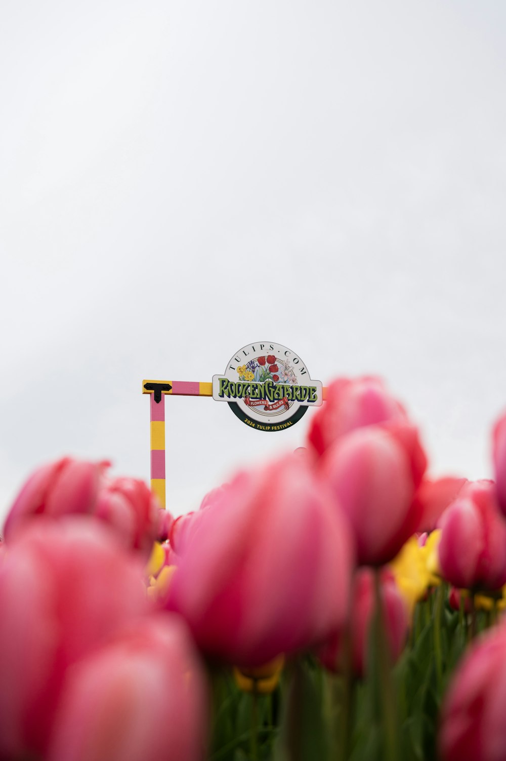 a field of pink tulips with a sign in the background