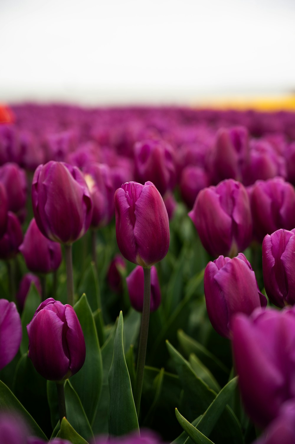 a field of purple tulips with green leaves