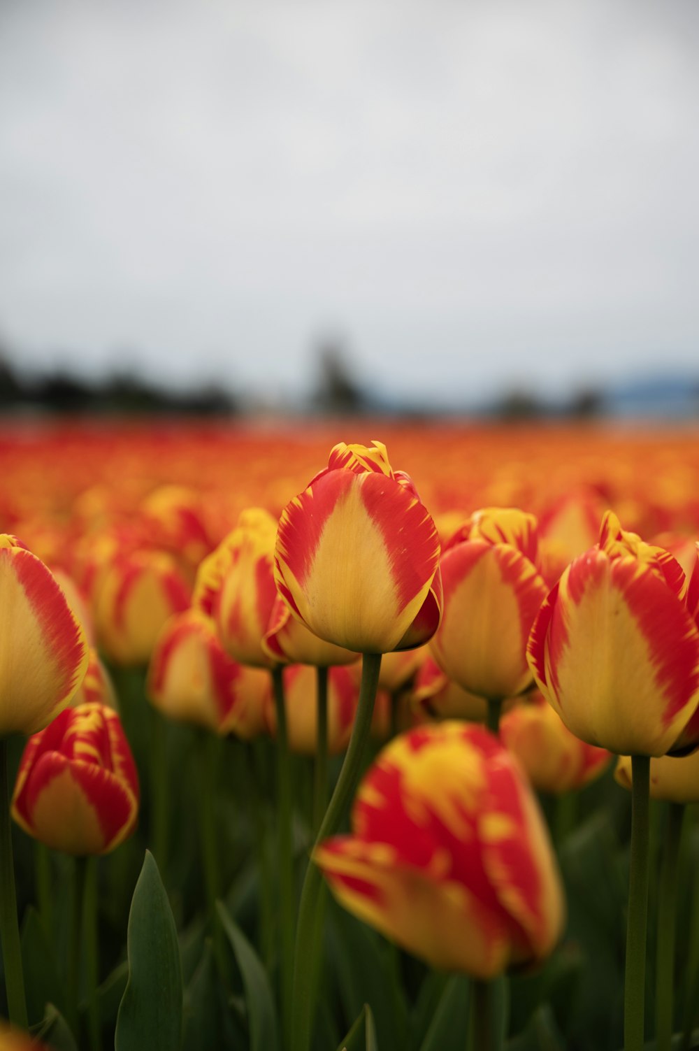 a field full of yellow and red flowers