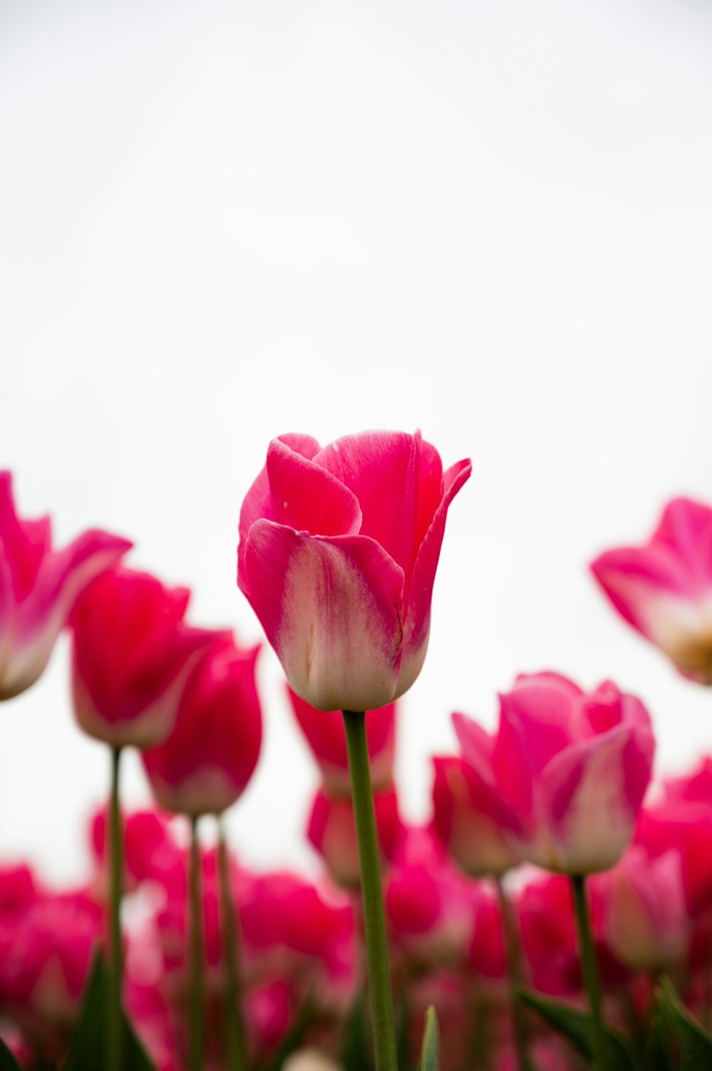 a group of pink and white tulips in a field