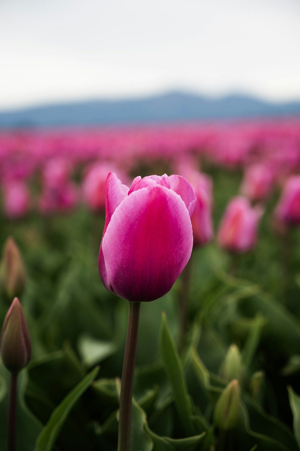 eine rosa Tulpe in einem Feld mit grünen Blättern