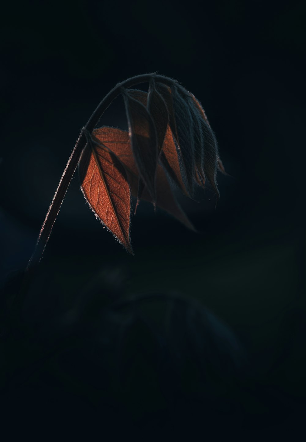 a close up of a leaf on a dark background