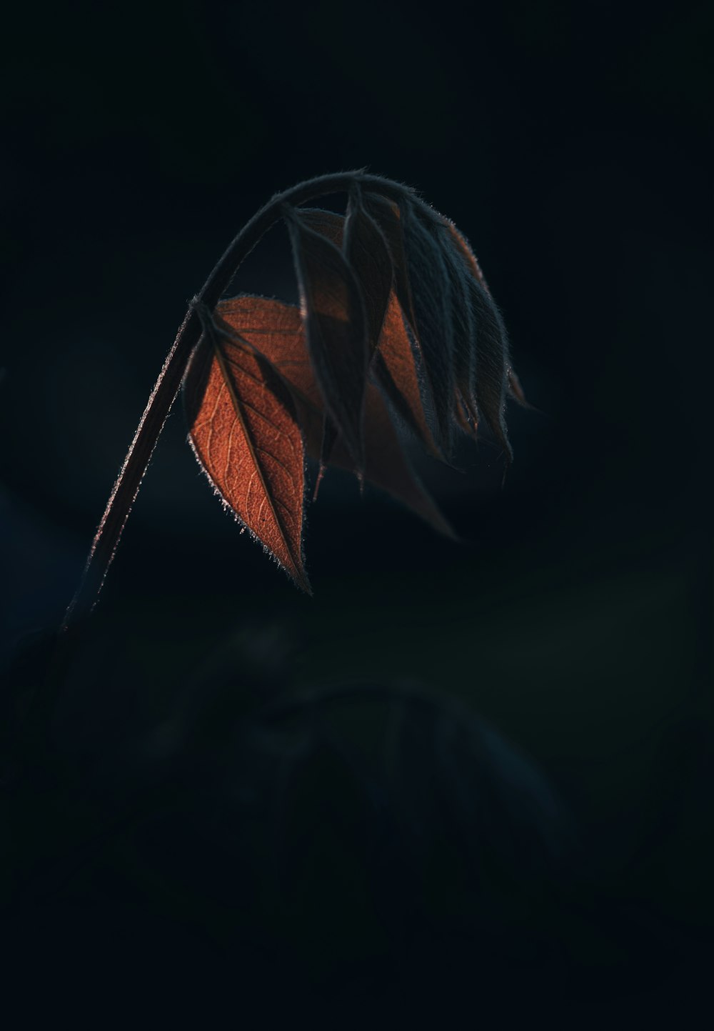 暗い背景に葉の接写