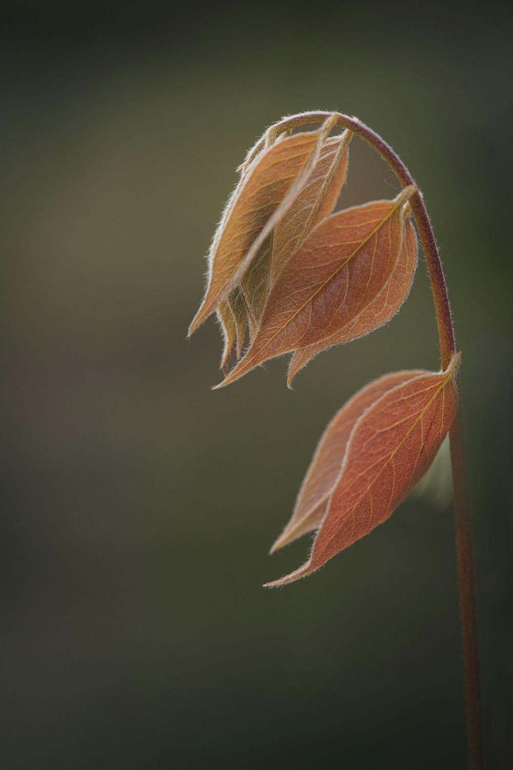 a close up of a single leaf on a plant