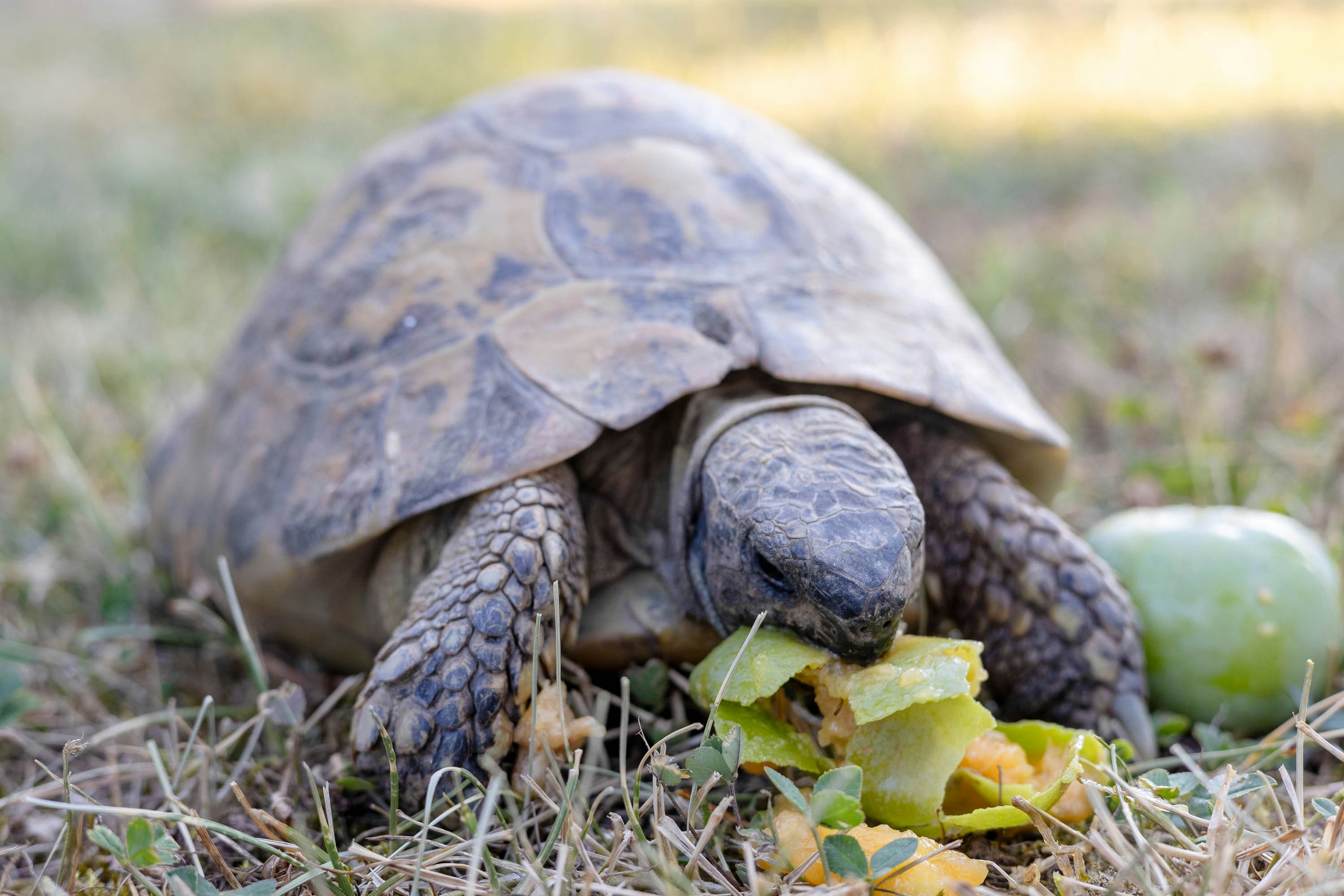 Dietary Flexibility: From Jellyfish to Vegetables (image credits: unsplash)