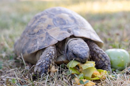 a tortoise eating an apple in the grass